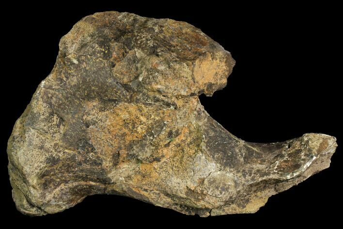 Fossil Dinosaur (Triceratops) Skull Section - North Dakota #155368